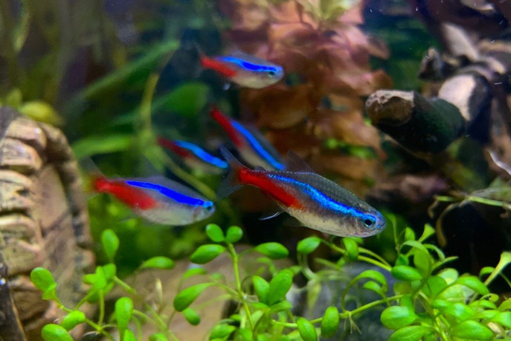 Tips Memelihara Neon Tetra Ikan Hias dengan Warna Menawan