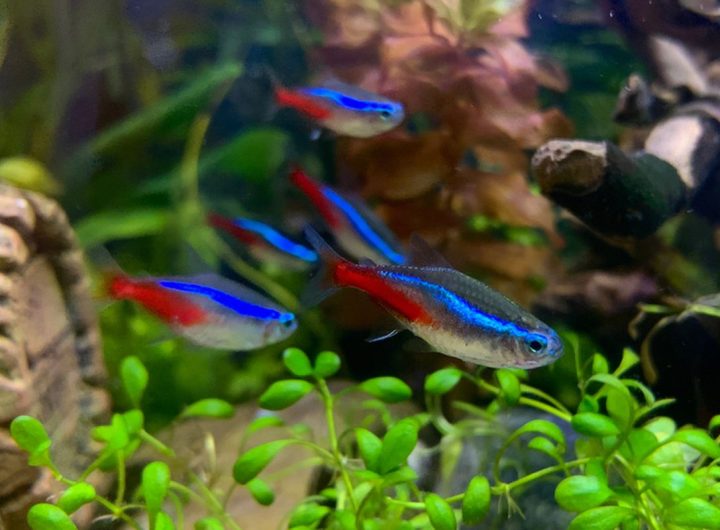 Tips Memelihara Neon Tetra Ikan Hias dengan Warna Menawan