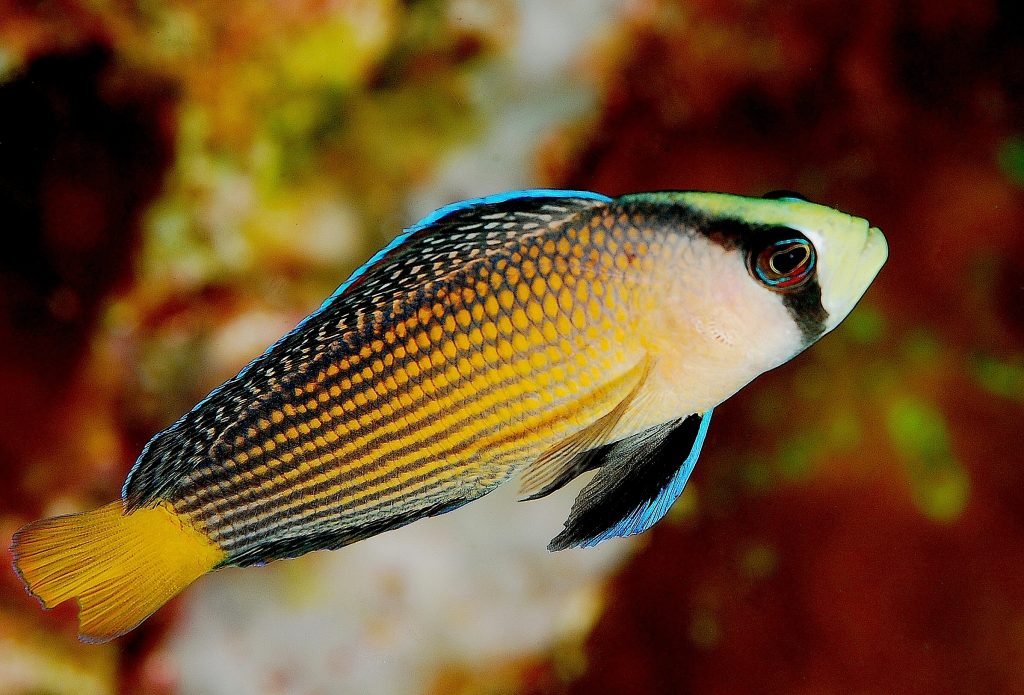 Panduan Merawat Dottyback, Ikan Hias Cantik yang Mudah Dipelihara