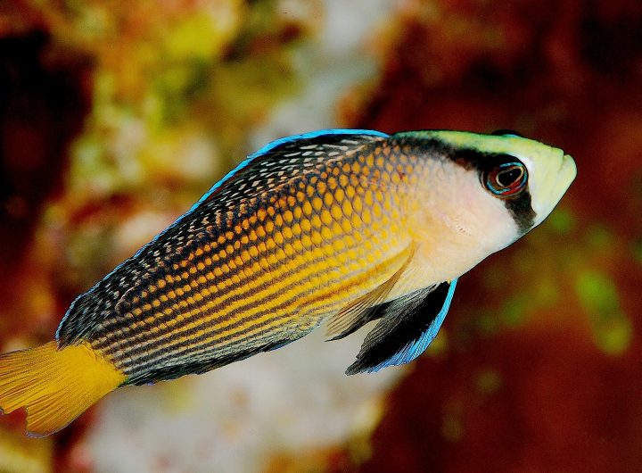 Panduan Merawat Dottyback, Ikan Hias Cantik yang Mudah Dipelihara