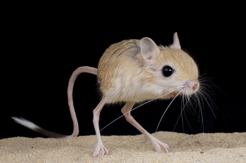 Fakta Unik Jerboa, Tikus Gurun yang Menari di Bawah Bintang