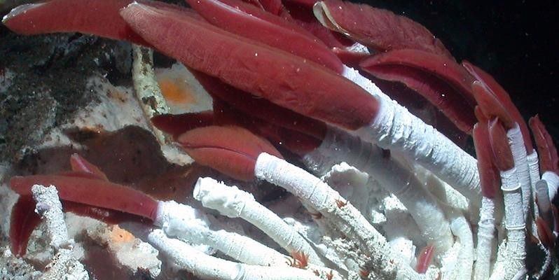 Cacing Tabung Raksasa, Penghuni Misterius di Kedalaman Laut