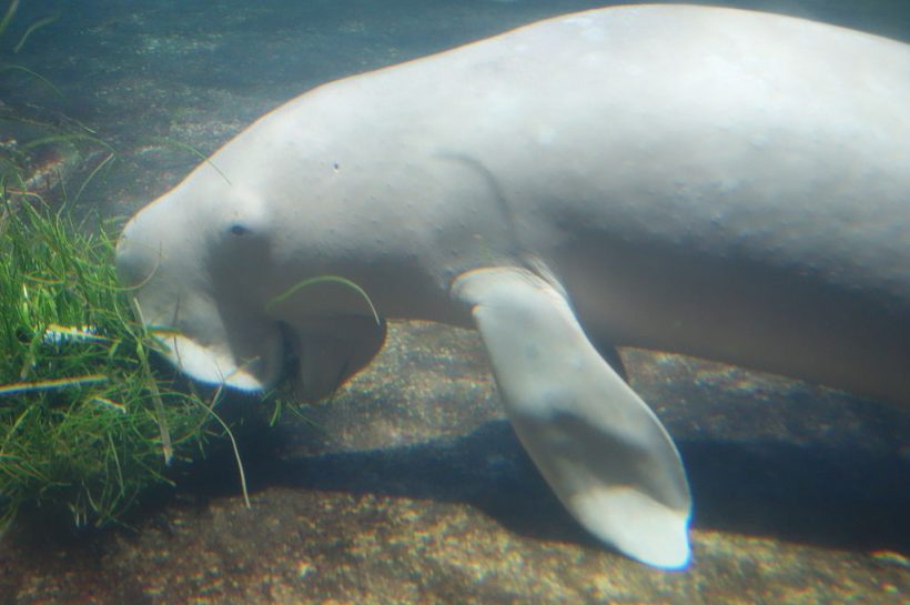 Dugong (Dugong dugon), Si Duyung Pemalu Penjaga Padang Lamun Indonesia Dugong (Dugong dugon), Si Duyung Pemalu Penjaga Padang Lamun Indonesia