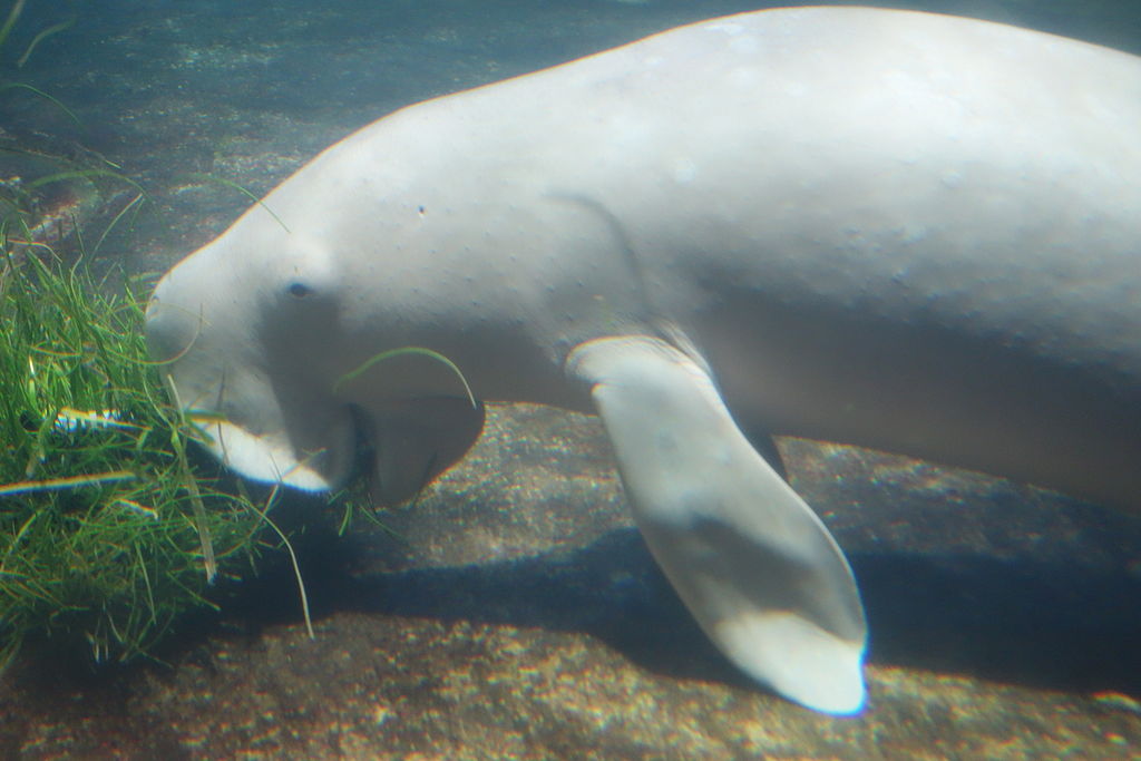 Dugong (Dugong dugon), Si Duyung Pemalu Penjaga Padang Lamun Indonesia