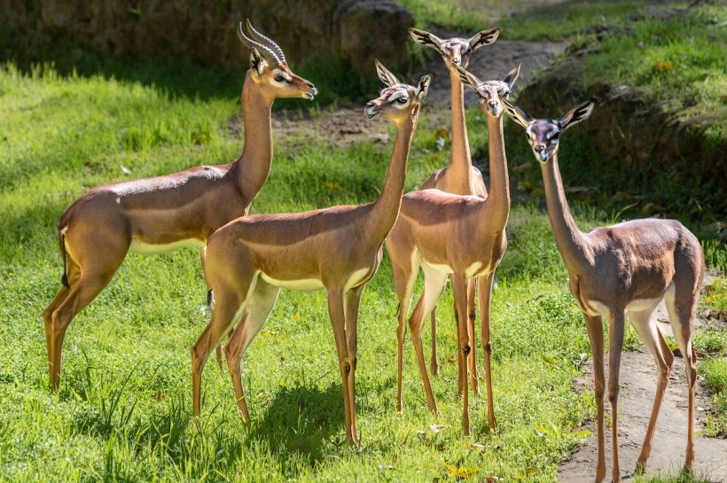 Gerenuk, Antelop Berleher Panjang dari Afrika Timur