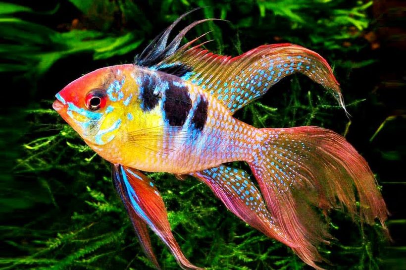 Ikan Ramirezi, Keindahan dan Pesona Cichlid Kecil