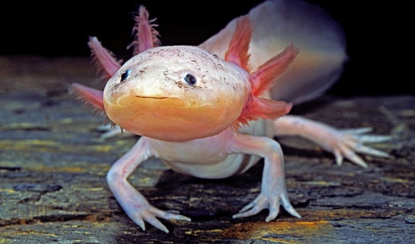 Axolotl, Amfibi Eksotis yang Memikat Hati Pecinta Hewan