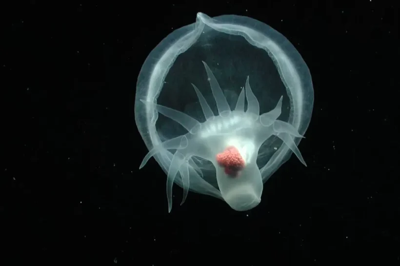 Penemuan Siput Laut Bercahaya, Bathydevius caudactylus
