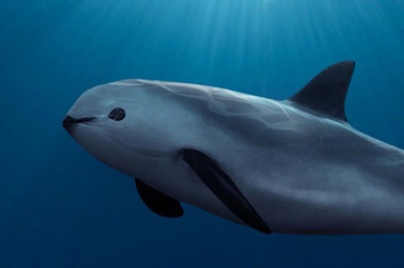 Vaquita, Mamalia Laut Paling Langka yang Terancam Punah