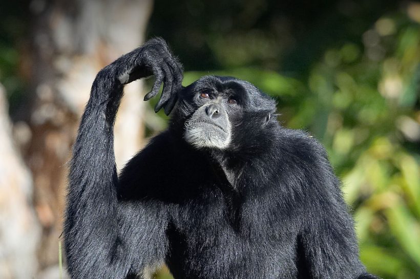 Fakta Menarik tentang Siamang, Kera Hitam Penyanyi Hutan