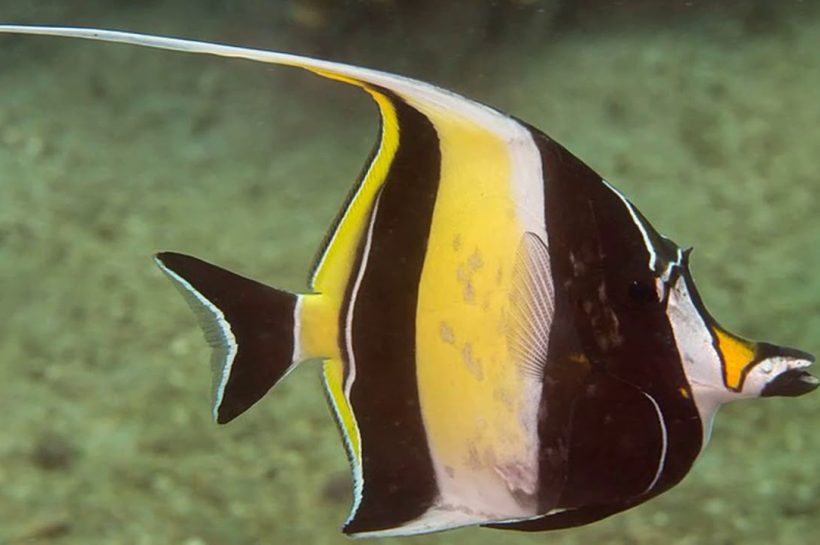 Fakta Menarik tentang Moorish Idol, Ikan Tropis yang Memukau