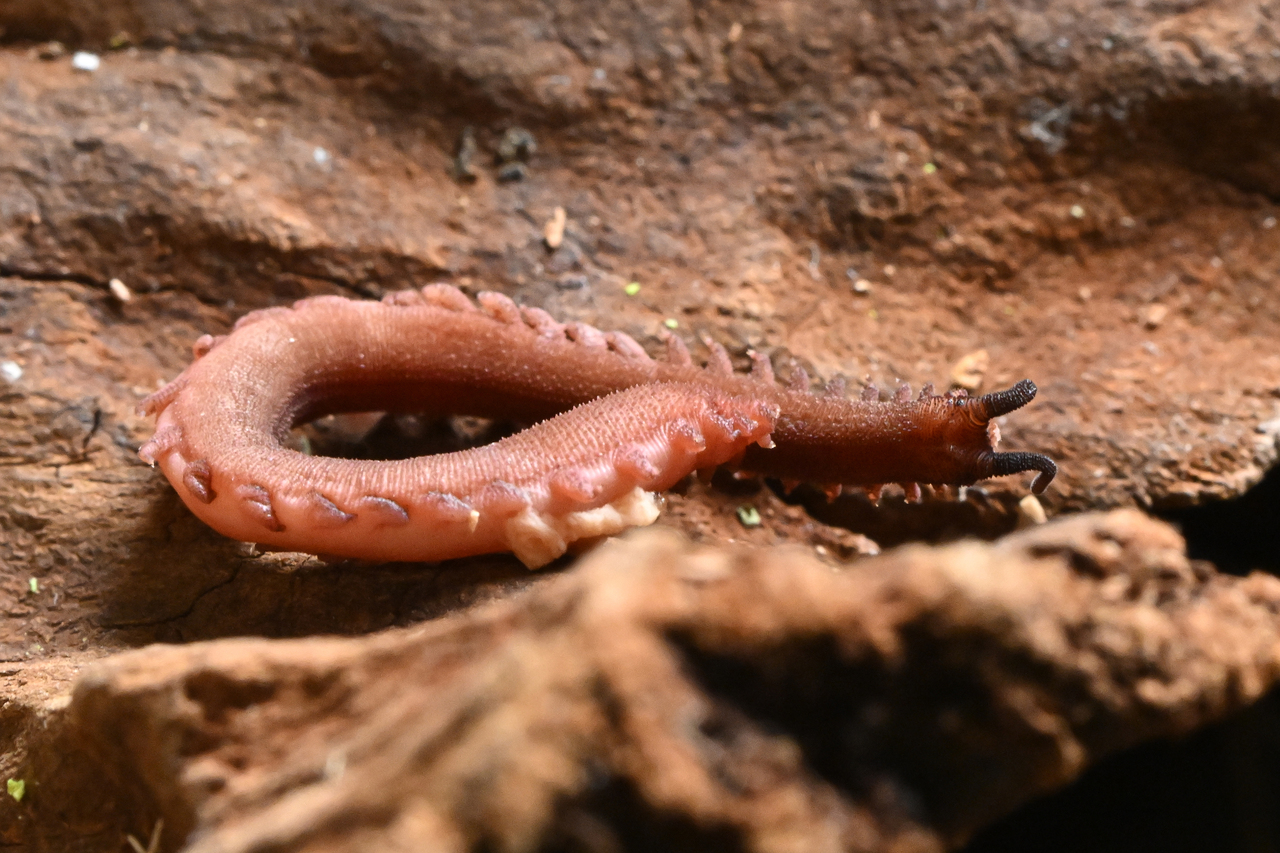 Mengenal Velvet Worm (Onychophora), Fosil Hidup yang Menakjubkan