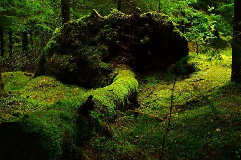 Hutan Lumut di Papua, Rumah Tersembunyi Cendrawasih Ekor Sabit