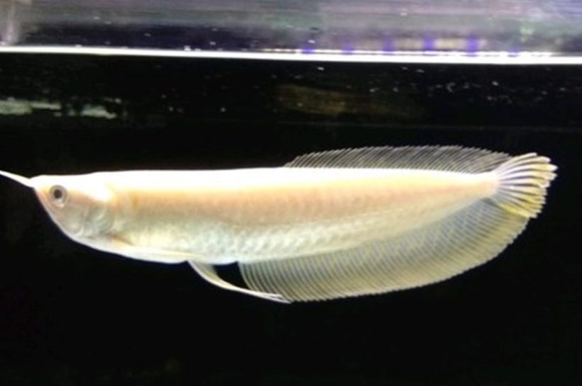 Arwana Albino, Ikan Eksotis yang Memikat Hati Pecinta Akuarium