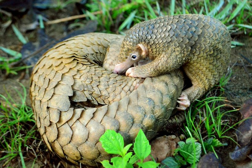 Pangolin, Mamalia Bersisik yang Berperan Kunci dalam Ekosistem