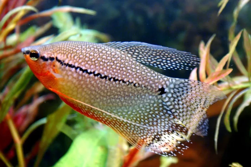 Gourami Mutiara, Permata Akuarium dari Asia Tenggara
