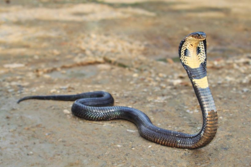Fakta Unik Ular Kobra, Sang Raja Reptil yang Penuh Misteri