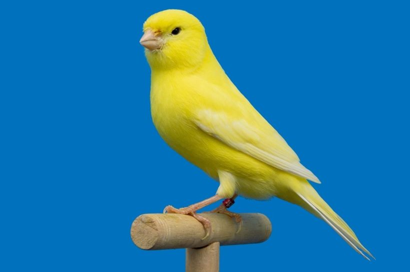Burung Kenari, Si Kecil dengan Suara Merdu