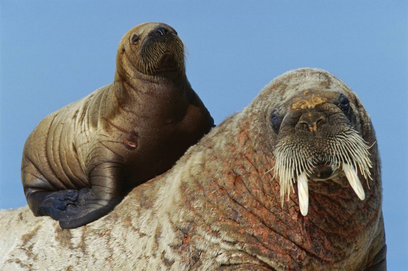 Walrus, Raksasa Laut Arktik yang Unik dan Menawan