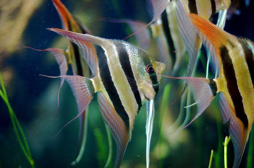 Ikan Manfish, Pesona dan Perawatan Ikan Hias yang Elegan
