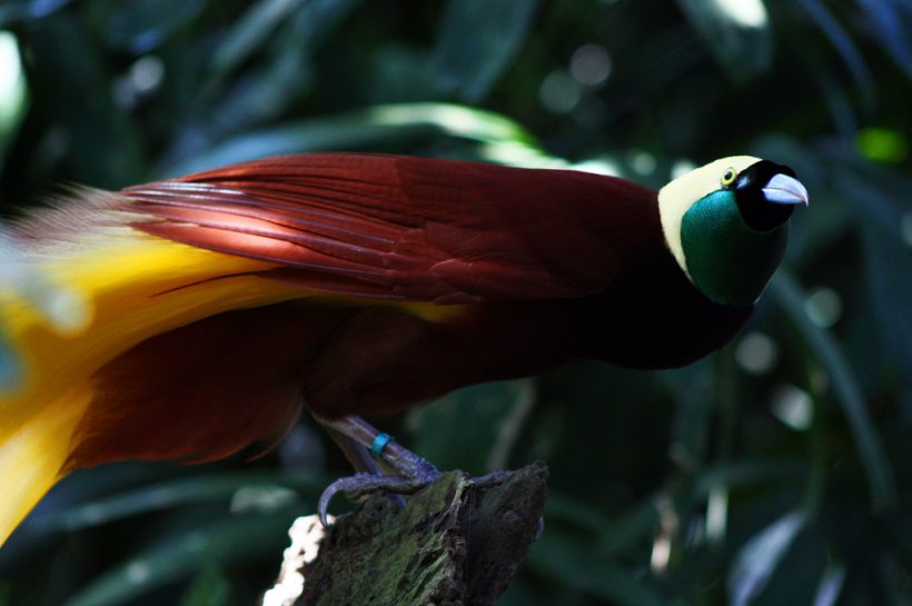 Burung Bird of Paradise, Permen Mata dari Alam Tropis