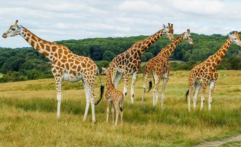 Giraffe Rothschild, Si Lelet Nan Anggun dari Savana Afrika