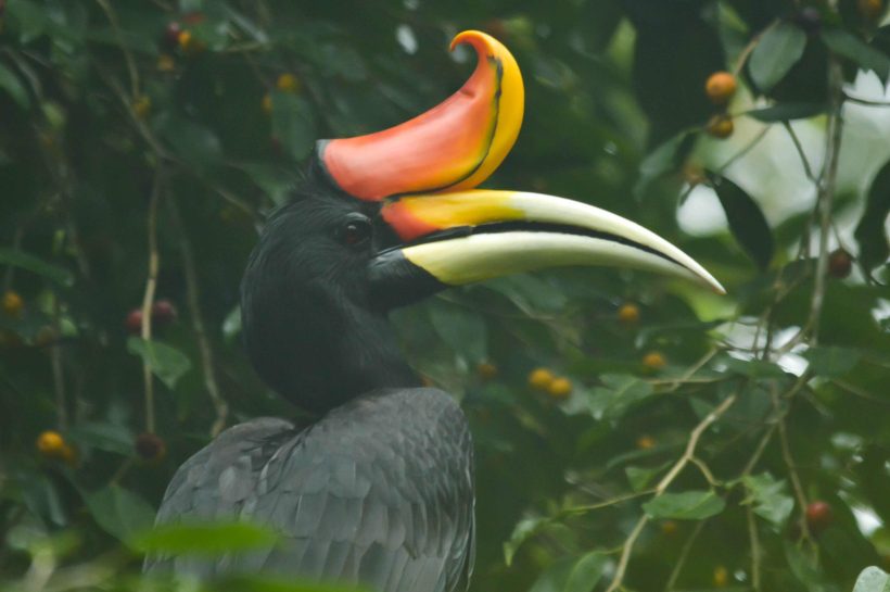 Fakta Menarik Burung Rangkong, Si Raksasa Berparuh Unik