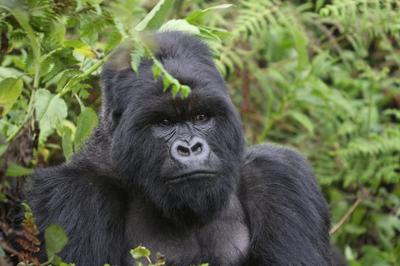 Gorila Gunung, Primata Terbesar yang Terancam Punah di Afrika