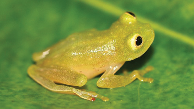 Katak Kaca, Amfibi Transparan yang Memukau Dunia