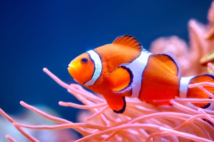 Clownfish, Si Ikan Badut yang Penuh Pesona di Dunia Laut
