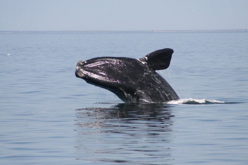 North Atlantic Right Whale, Sang Penjaga Samudra yang Terancam Punah