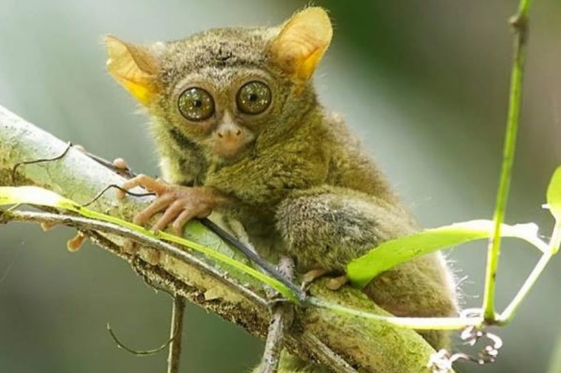 Tarsius, Primata Malam yang Memesona