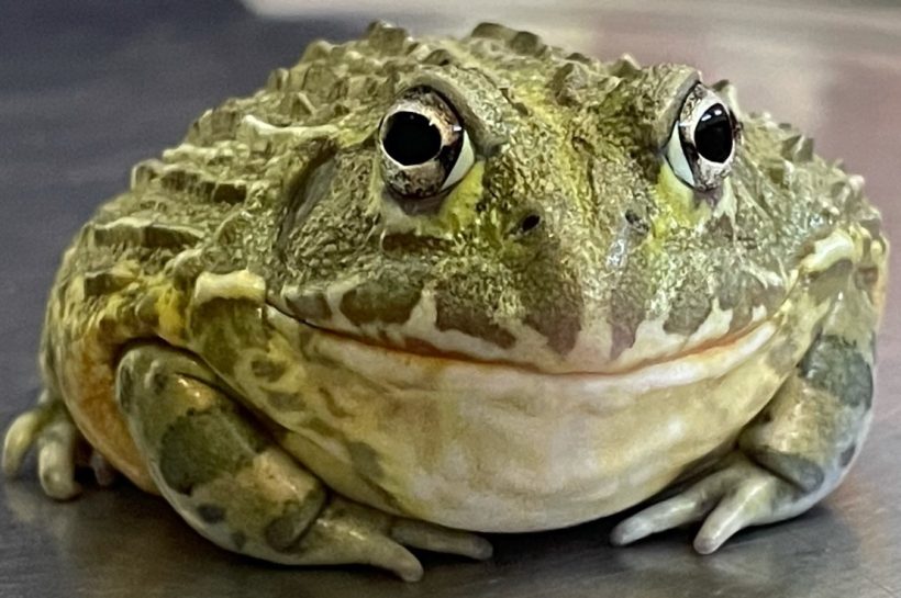Merawat African Bullfrog, Si “Katak Raksasa” yang Lucu, Rakus, dan Mudah Dipelihara
