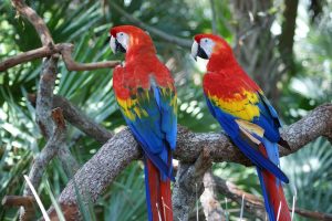 Burung Macaw, Raja Warna-warni di Dunia Burung Beo