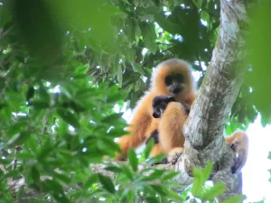 Hainan Gibbon, Primata Terlangka di Dunia yang Mulai Bangkit