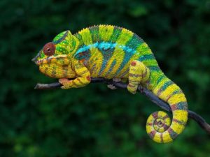 Panduan Lengkap Merawat Panther Chameleon, Hewan Eksotis dengan Warna Memukau