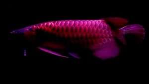 Violet Fusion Super Red, Arowana Premium yang Memukau Pecinta Ikan Hias